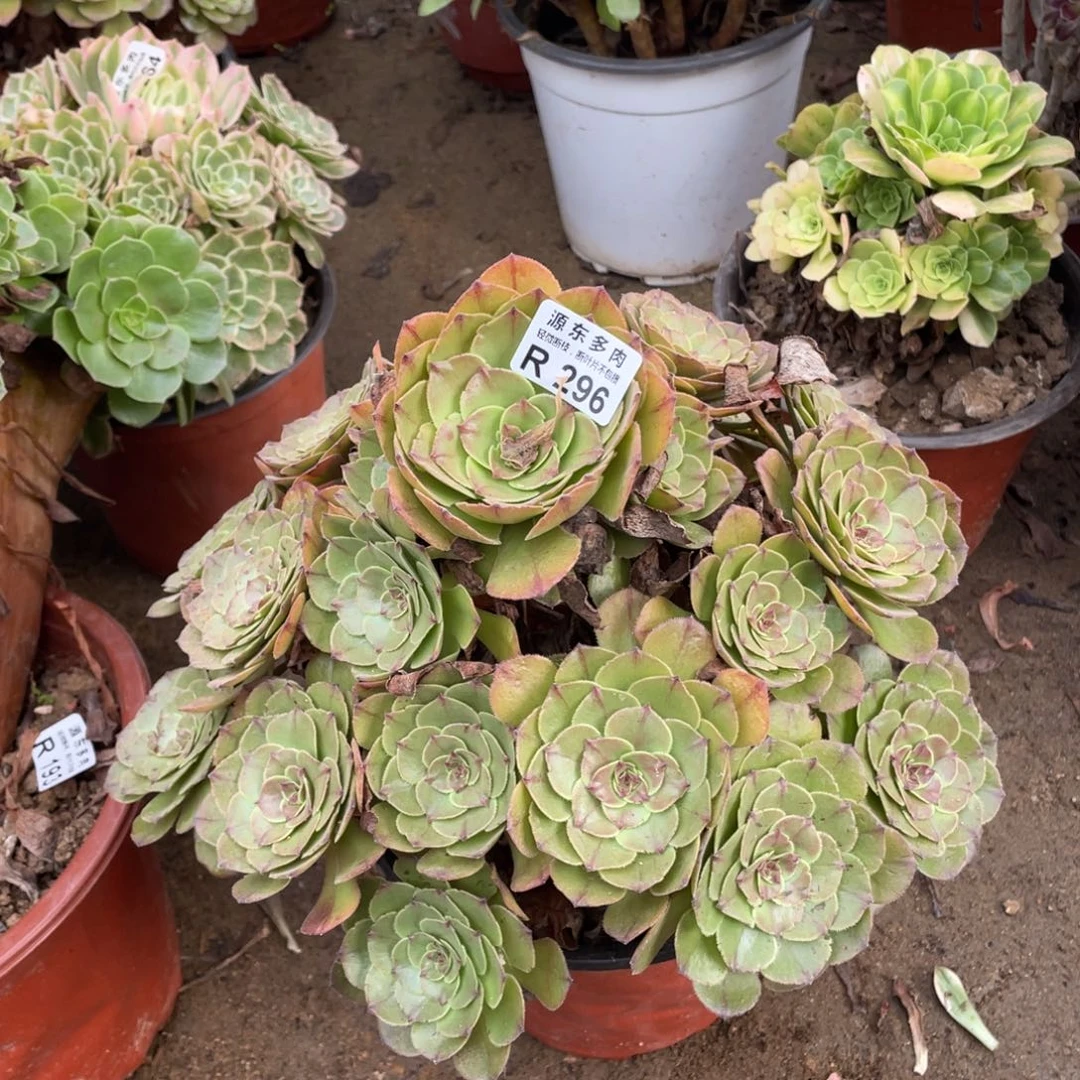 296红珊瑚多肉法师断枝不包