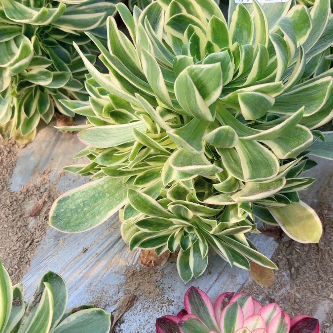 X. 358绿玫瑰白多肉11111