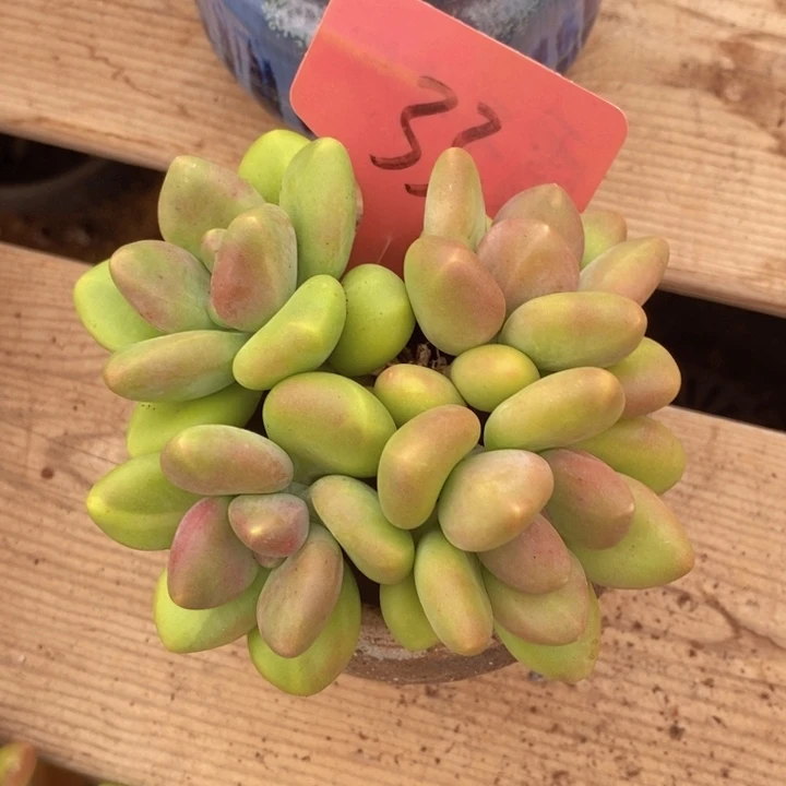 这样做也不是为了满足