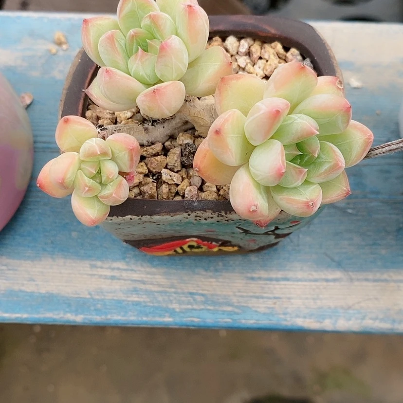 【闪购商品】小浣熊