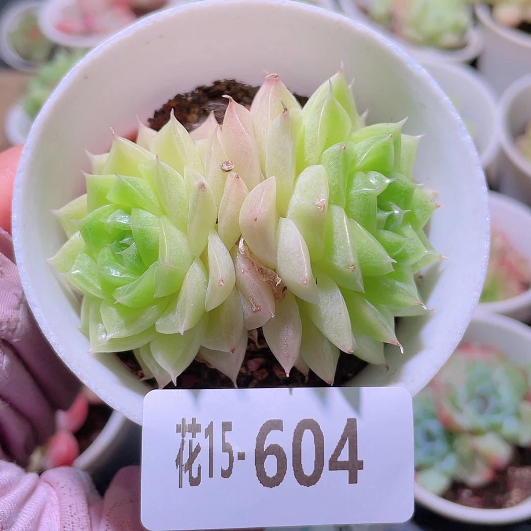 花利美15-604麦秆