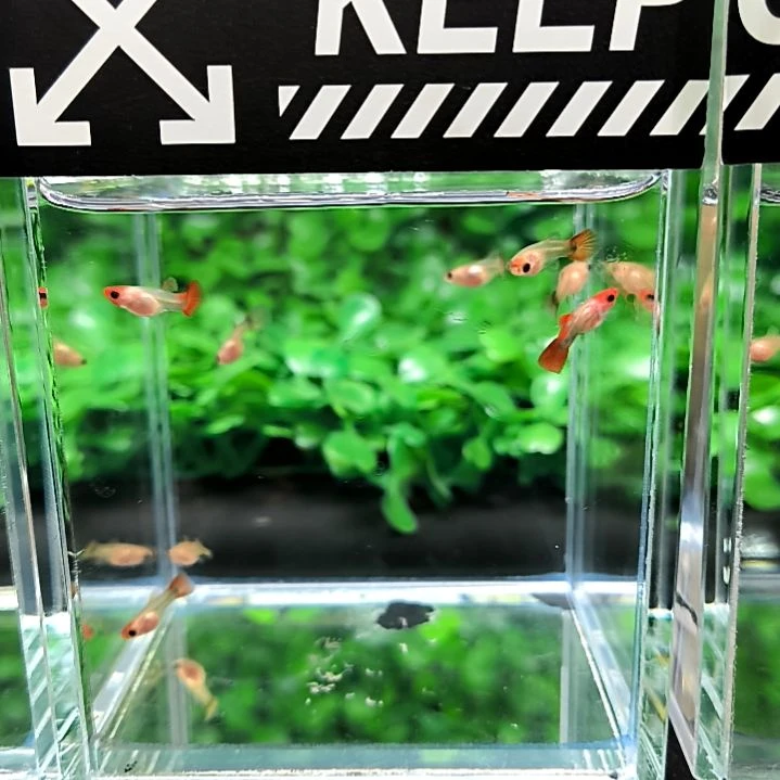 孔雀鱼红头玻璃猫苗子8条含两条被损。