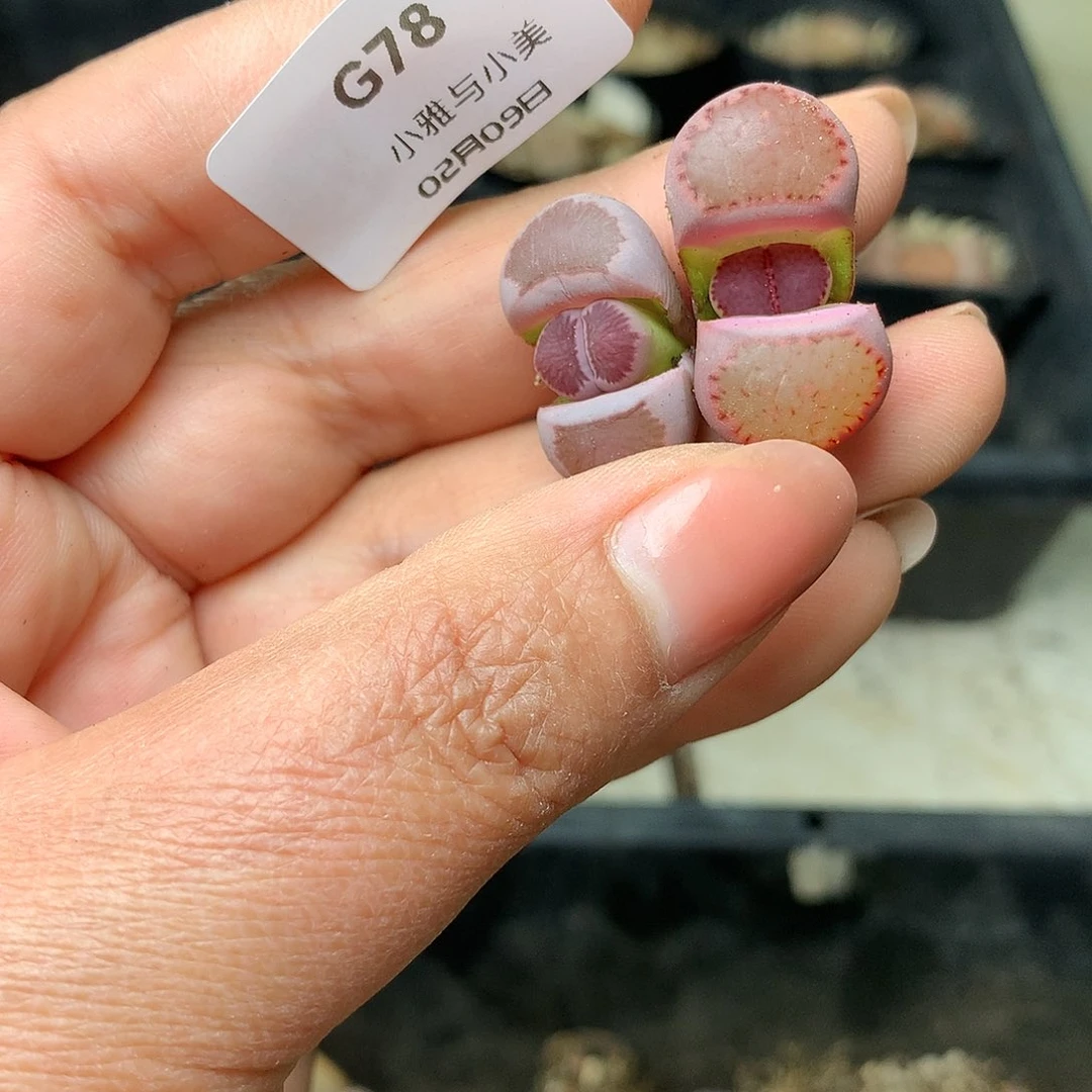 G78多肉植物保护