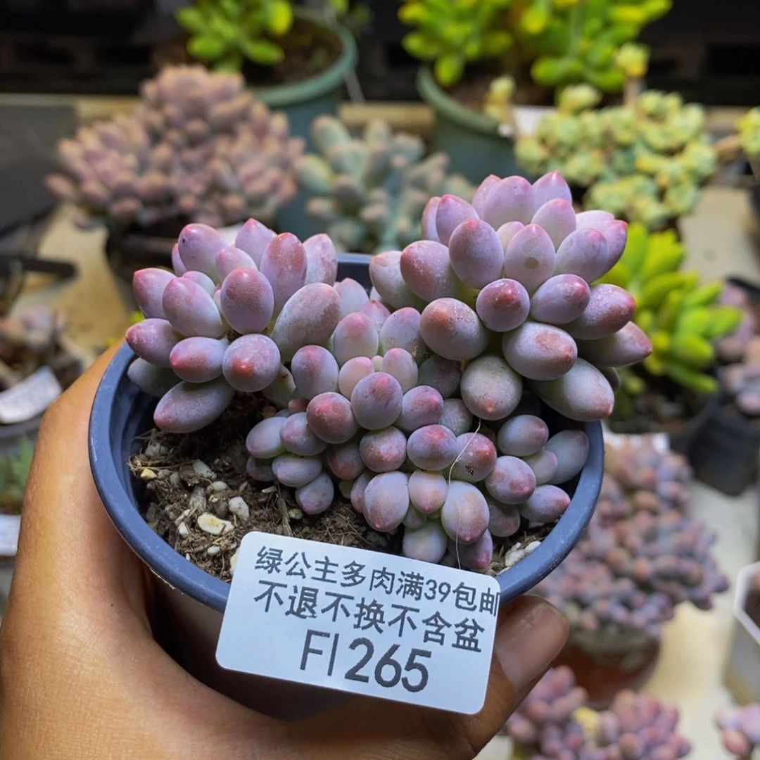 265香水手指奶多肉7cm