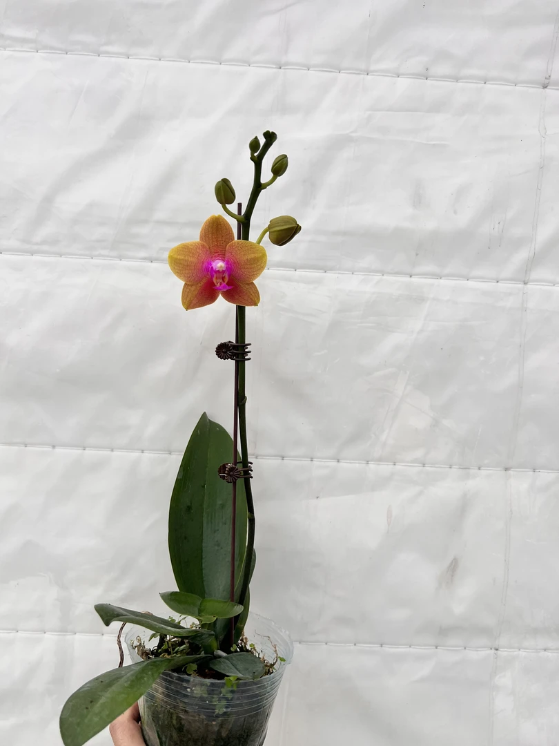 云鹏蝴蝶兰（沙拉黄金）带花带花苞发货