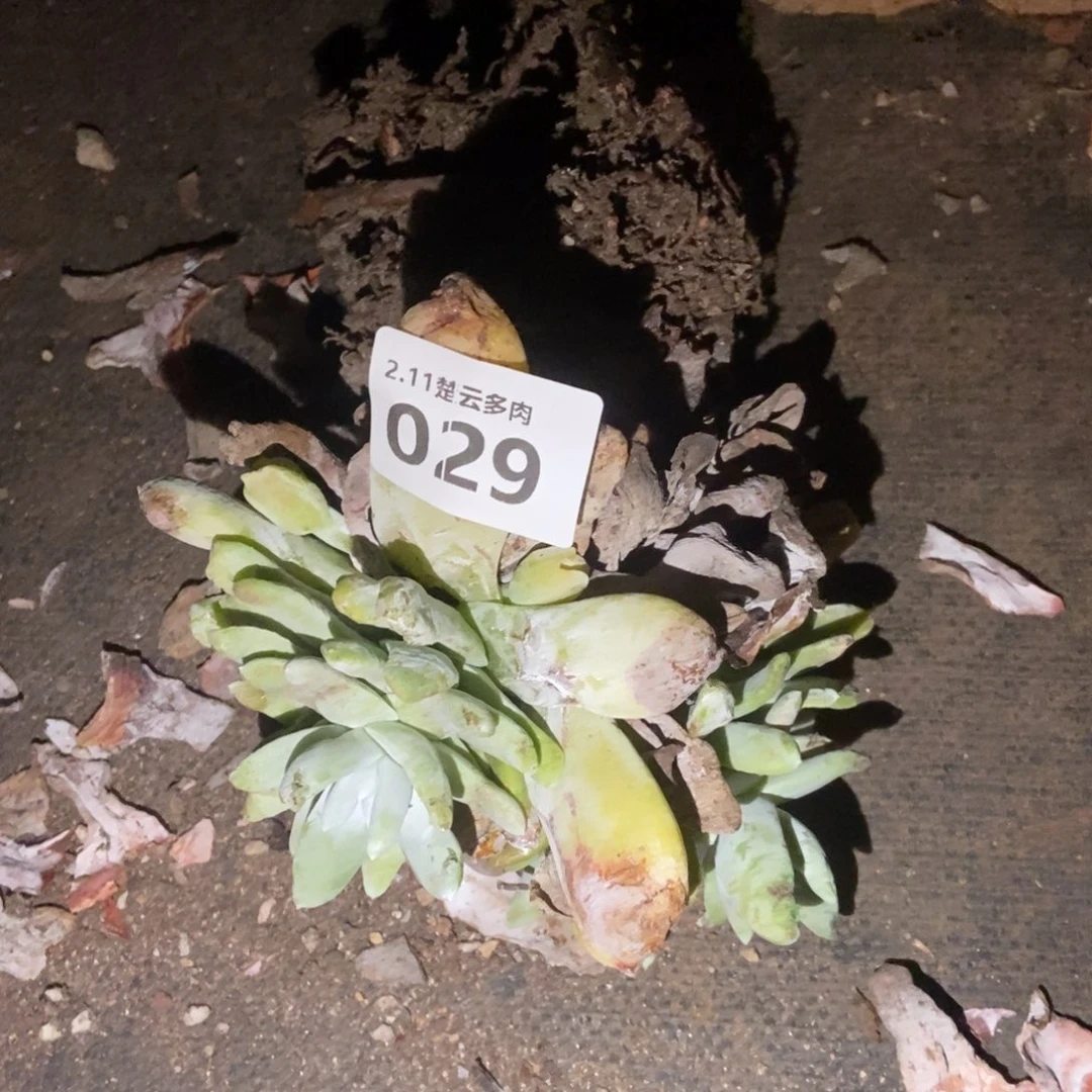 029多肉植物啦啦啦