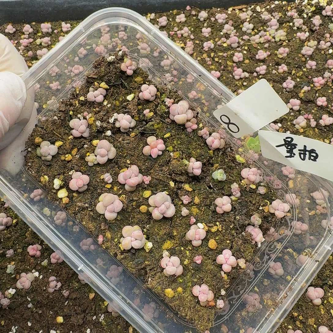 多肉植物多肉植物8量拍