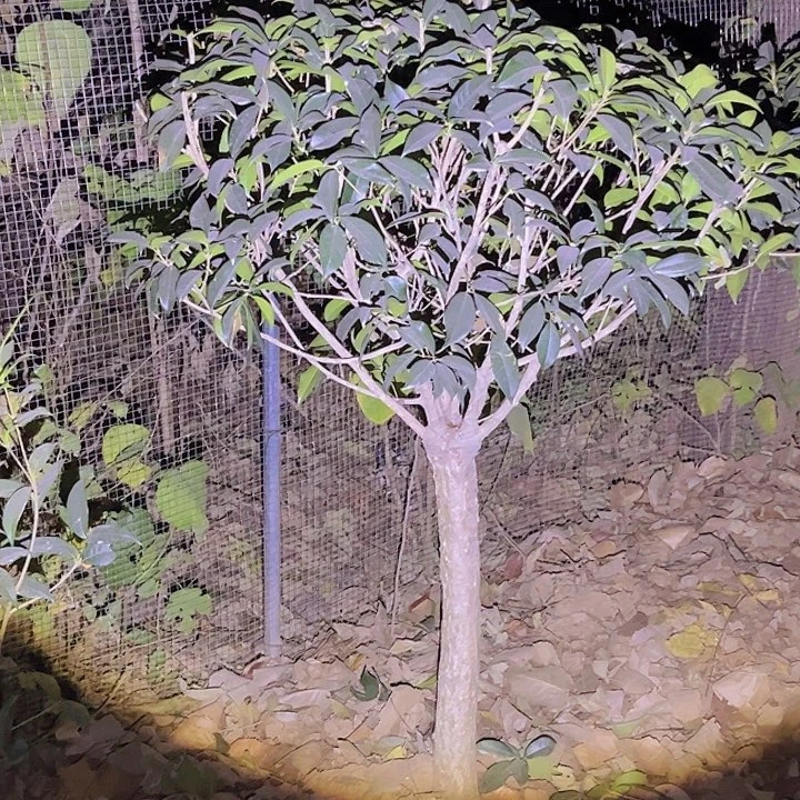 当前无花栽培后可以开花黎**芒