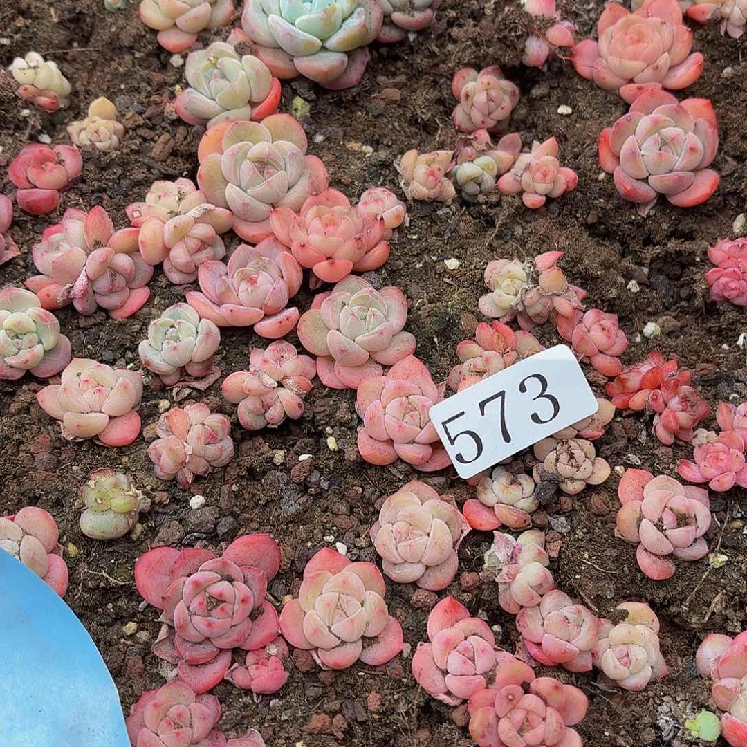 未**画多肉植物多肉植物573