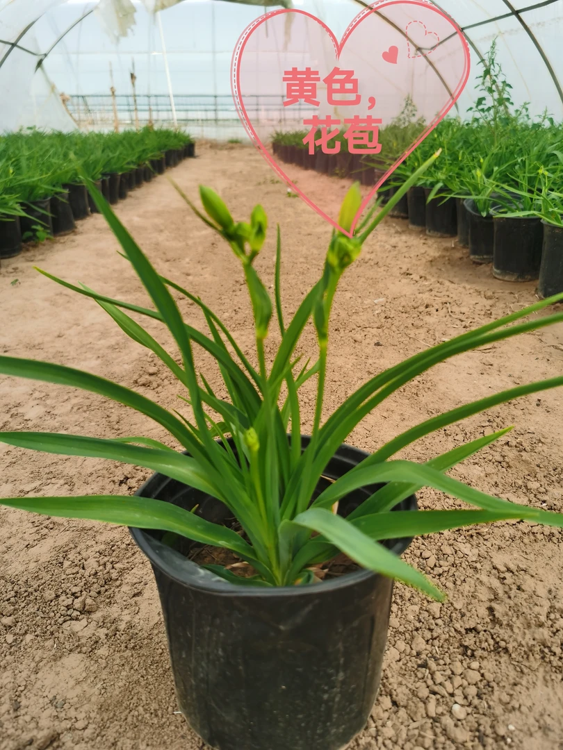 室内栽种好养易存活的黄花萱草带花苞发货