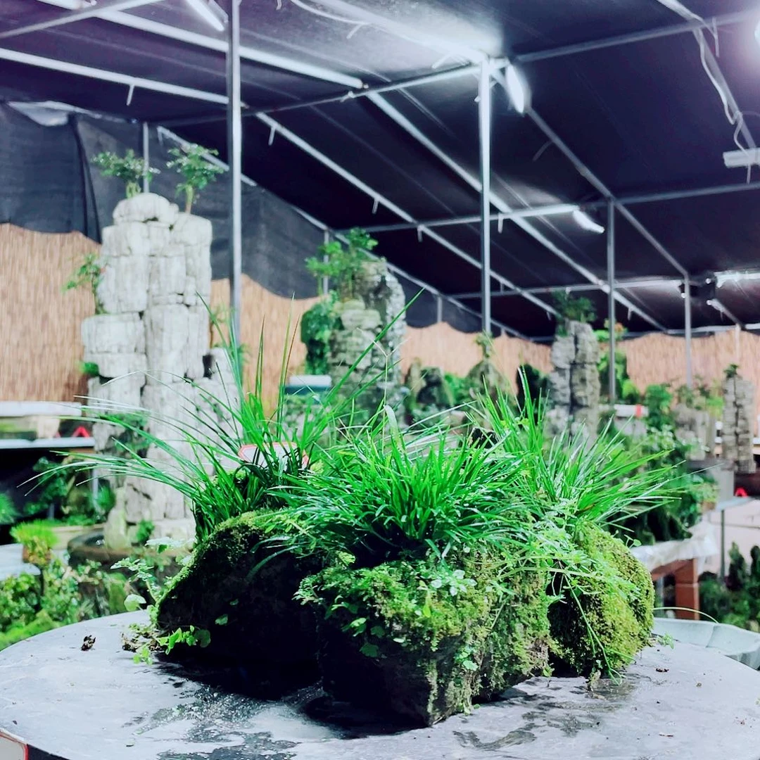 喜***旺无花朵新品发布的第一批货就是