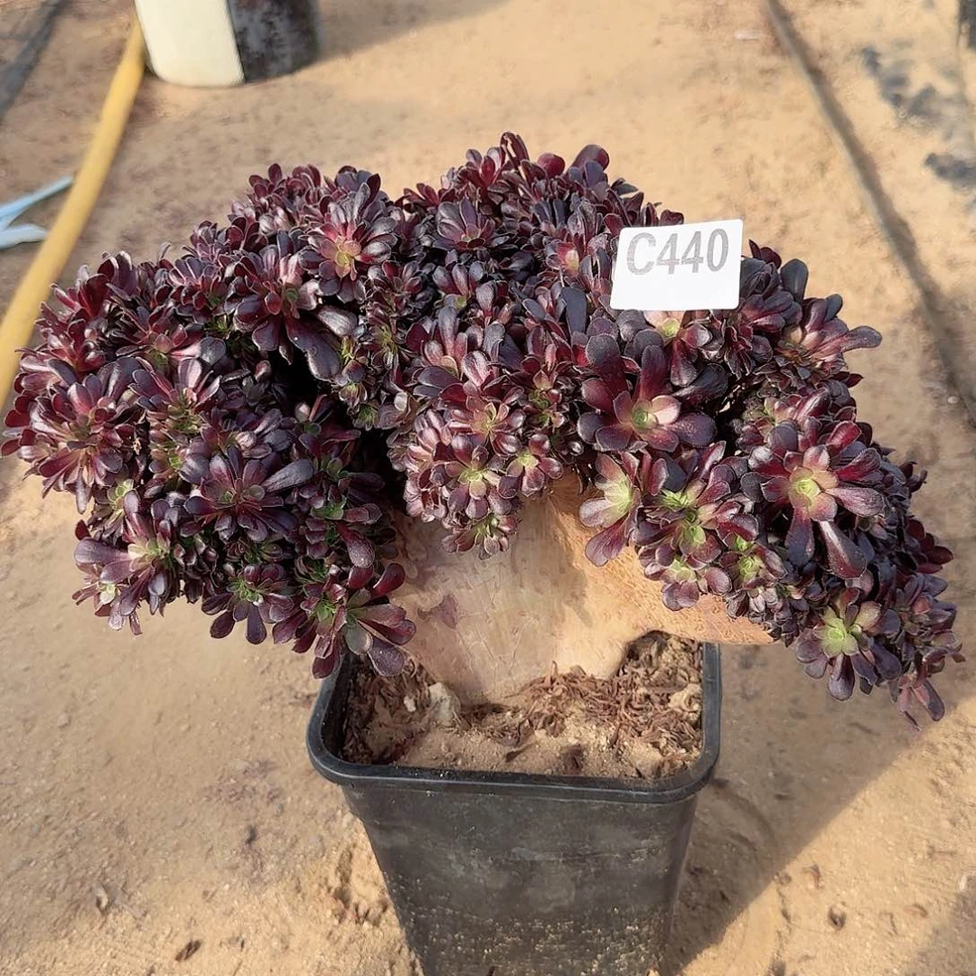 440欧紫朵朵一颗呀呀