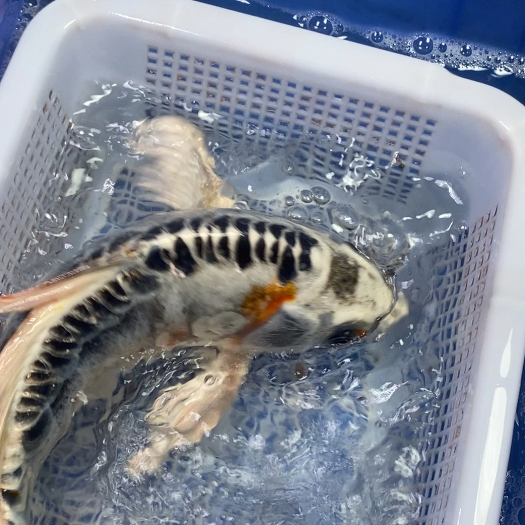 锦鲤冷水锦鲤包邮