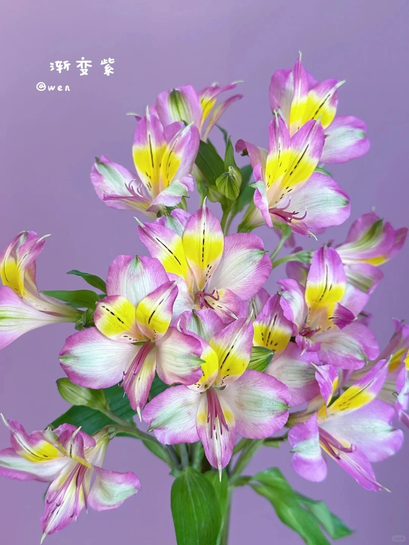 婵之语优选 渐变紫六初花水仙百合