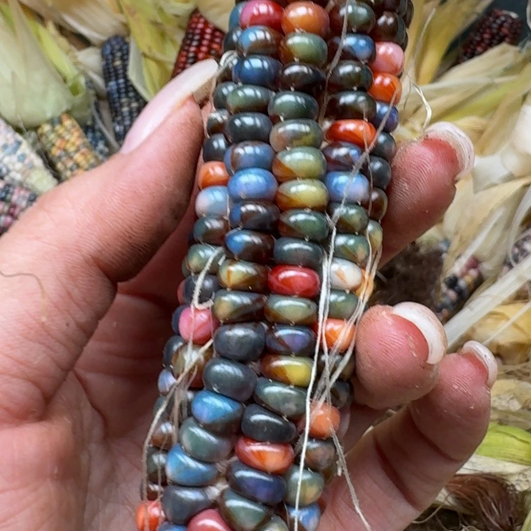 柏香籽/百香籽吊坠米*