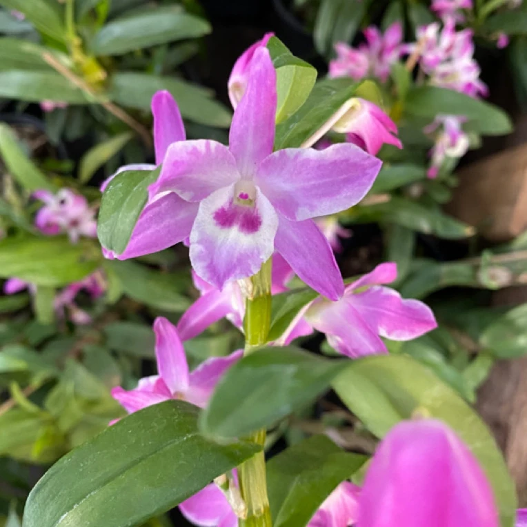 春石斛兰火烈鸟带花苞苗子多多状态超棒