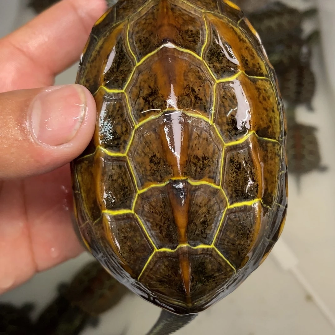 中华草龟不分公母
