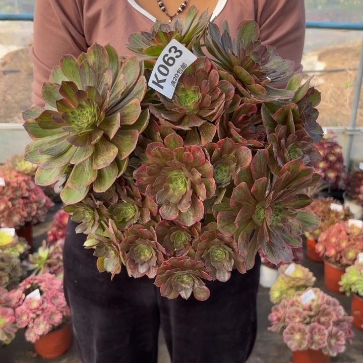 瑞妈多肉植物063斑斓