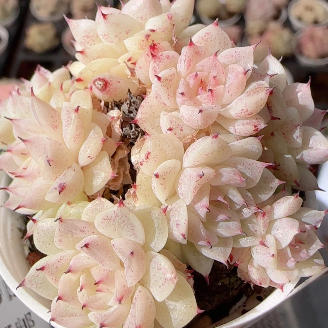 花语多肉1230-202魔仙散