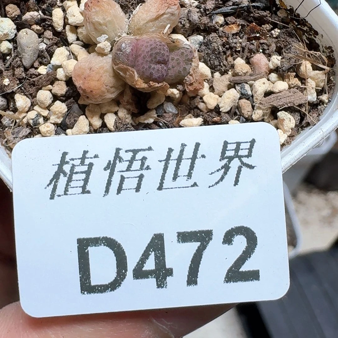 472号多肉植物哇f c