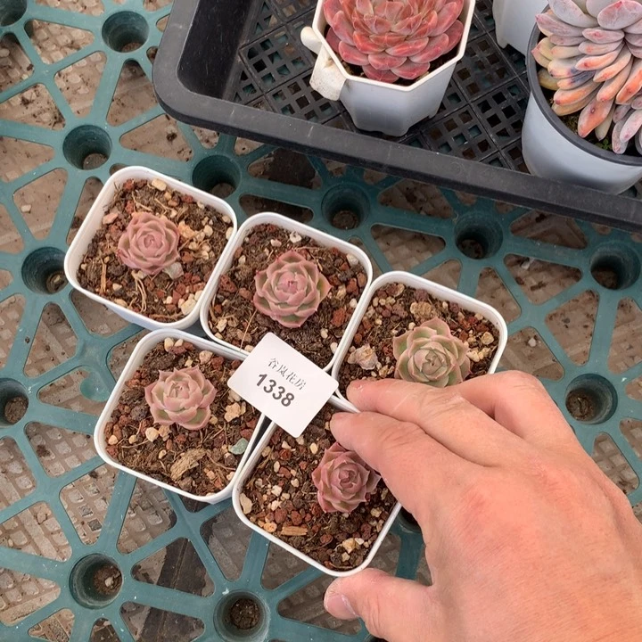 11号下午场，1338随机一颗