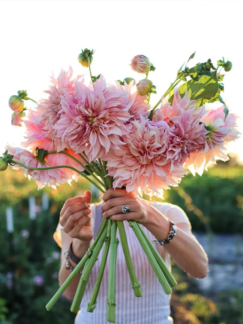直播大丽花 多年生球根花卉 室内庭院阳台年年开花 大丽花种球