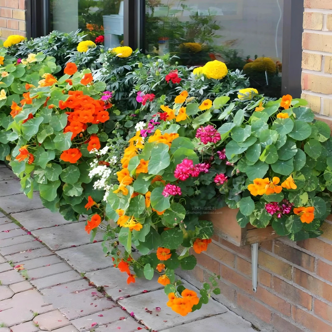 【新疆西藏包邮】旱金莲种子旱荷花种垂吊爬藤花卉种籽室内阳台盆