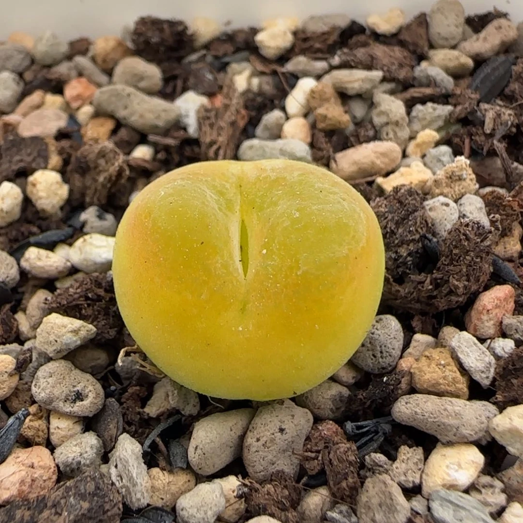 6-19-5-1当天满38包邮黄金蟠桃1.6脱土