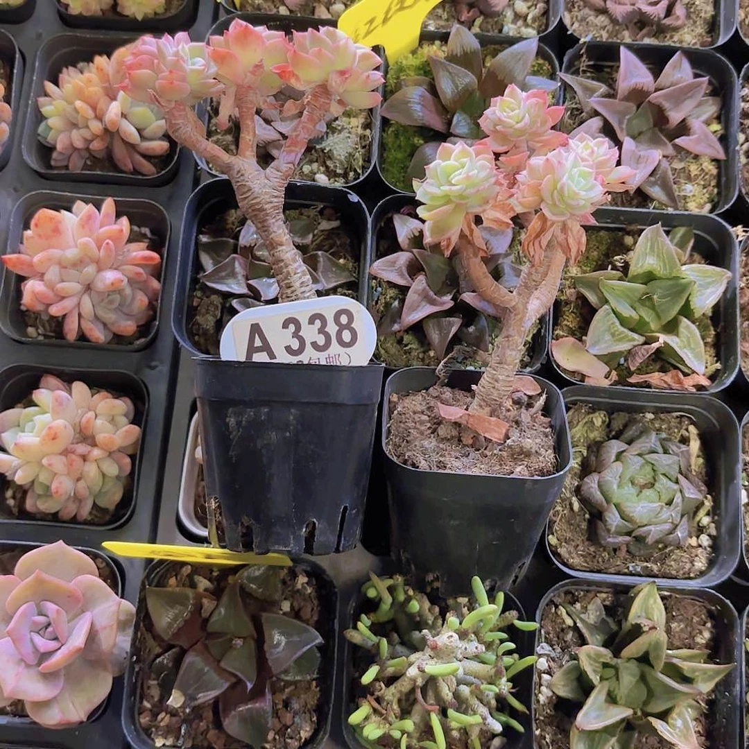 屁****?A338橙黄美人一物一拍