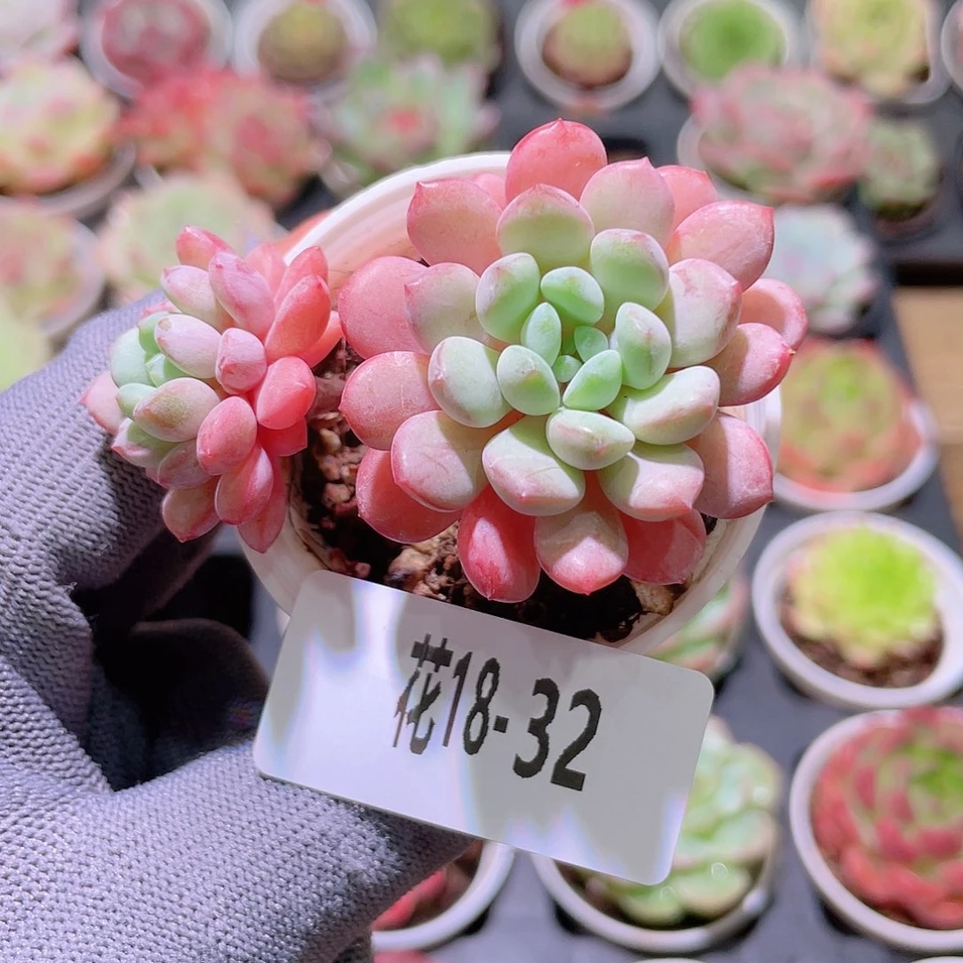 花利美18-32珍珠豆