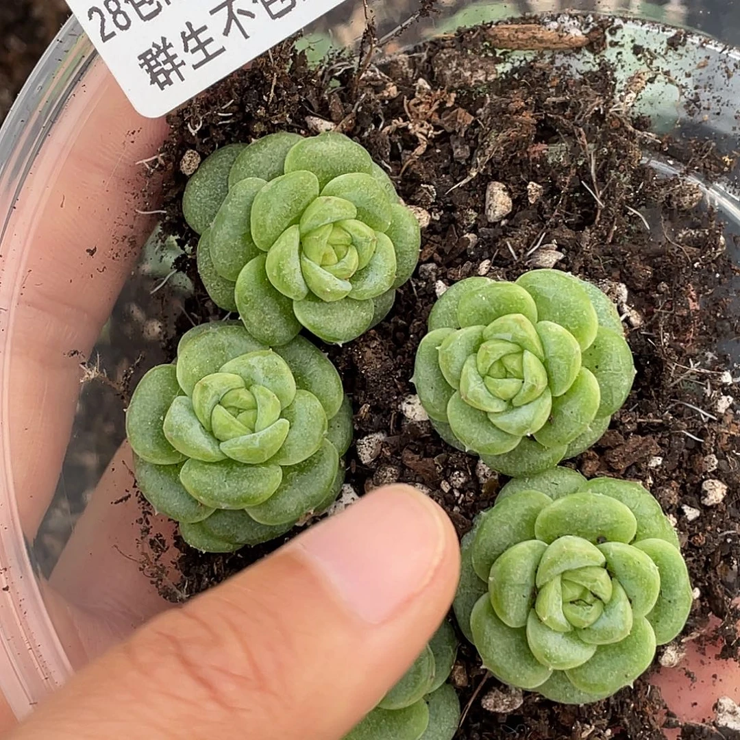 爱***手OTO多肉切糕优选0344