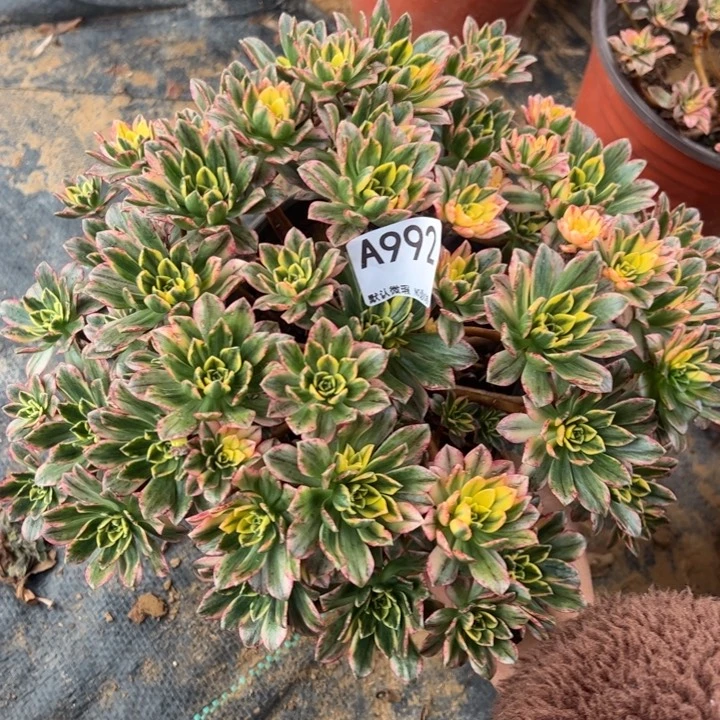 微瑕甜茶多肉植物992.