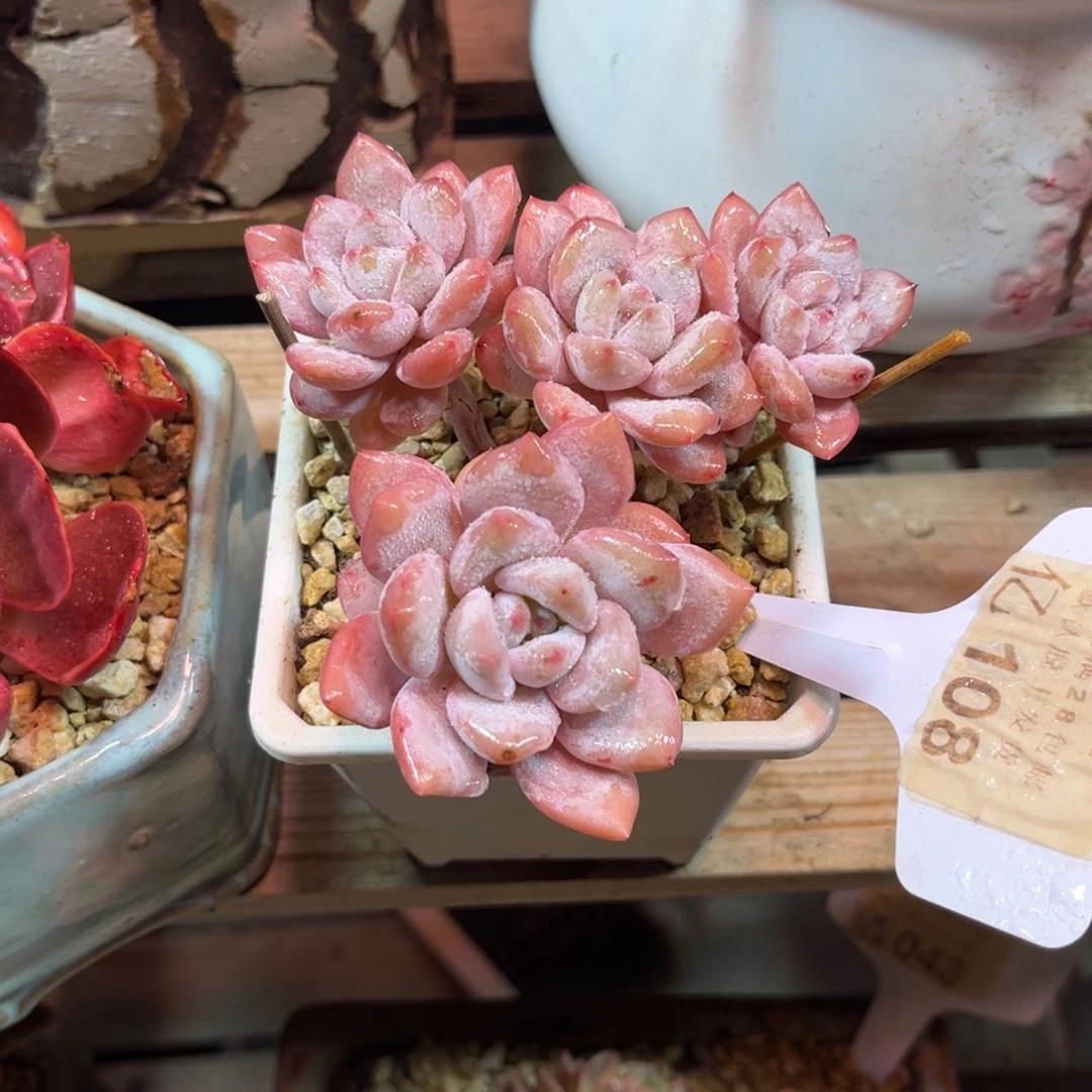 星星雪杂duzijujunv