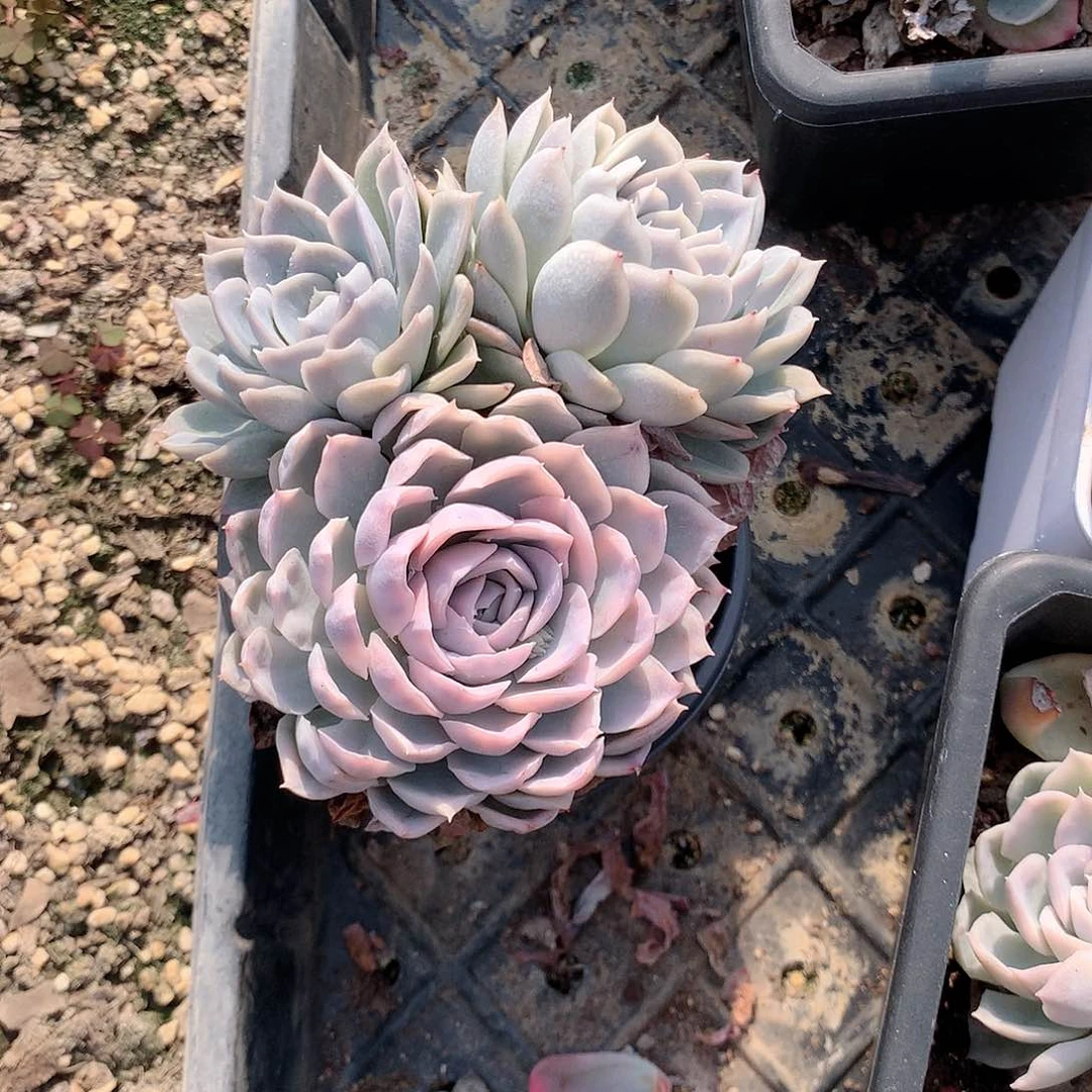 雪球锦多肉植物老桩