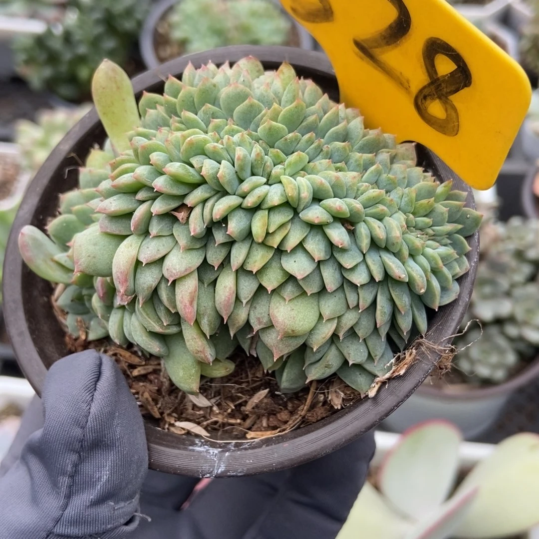 528冰魄缀多肉植物