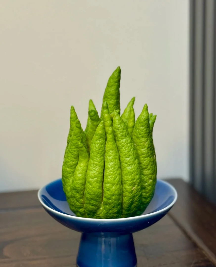 宸希花卉【一物一拍】佛手柑自带清香可作摆件云南基地鲜切天然香薰