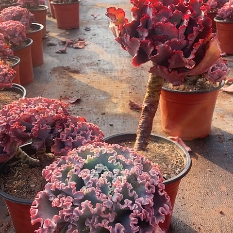 闲*20号包菜系列3棵