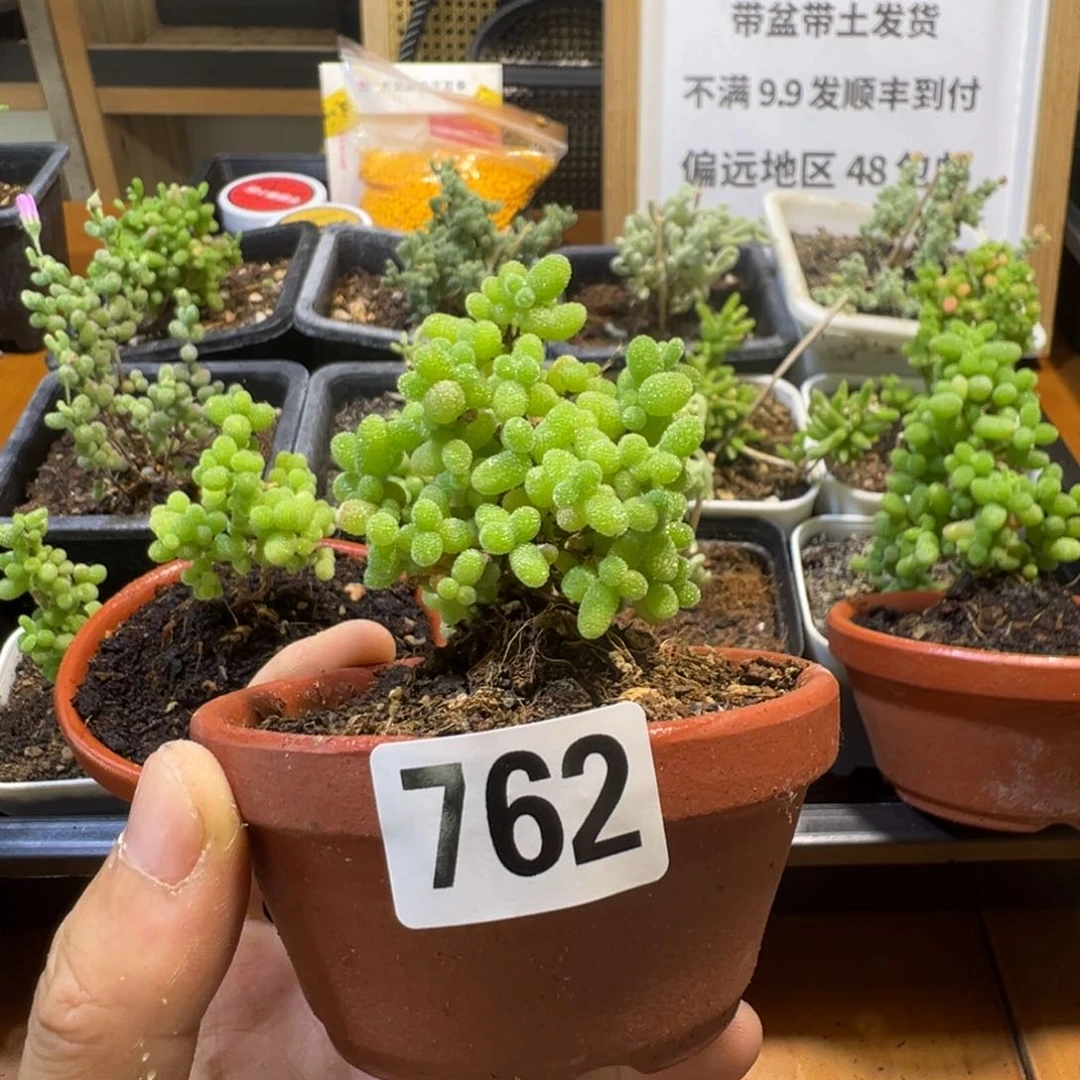 枝干番杏多肉植物762