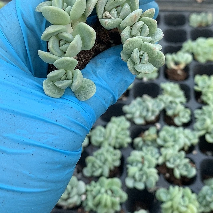 冰玉群生一物一拍
