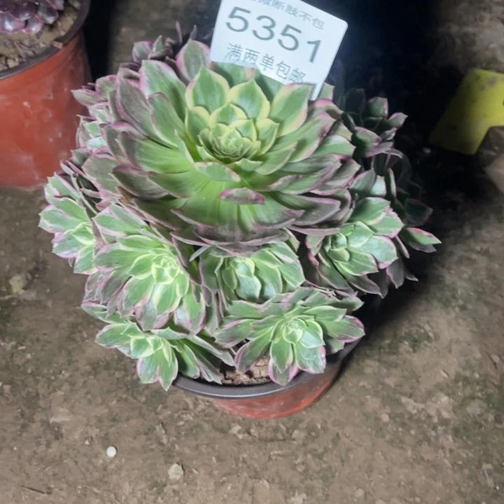 5351万彩灯的人多肉