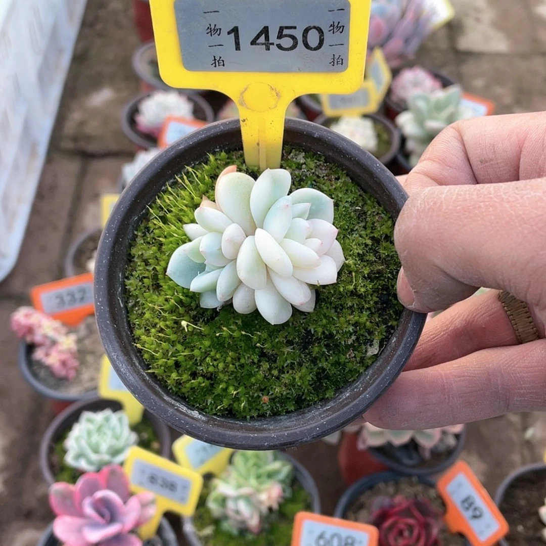 【闪购商品】元**暖1450号