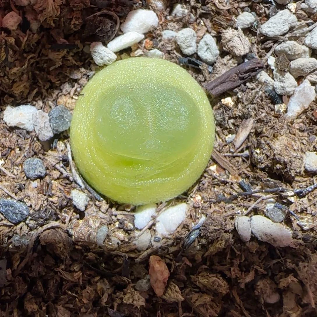 肉锥多肉植物百科-sh1200拉登910