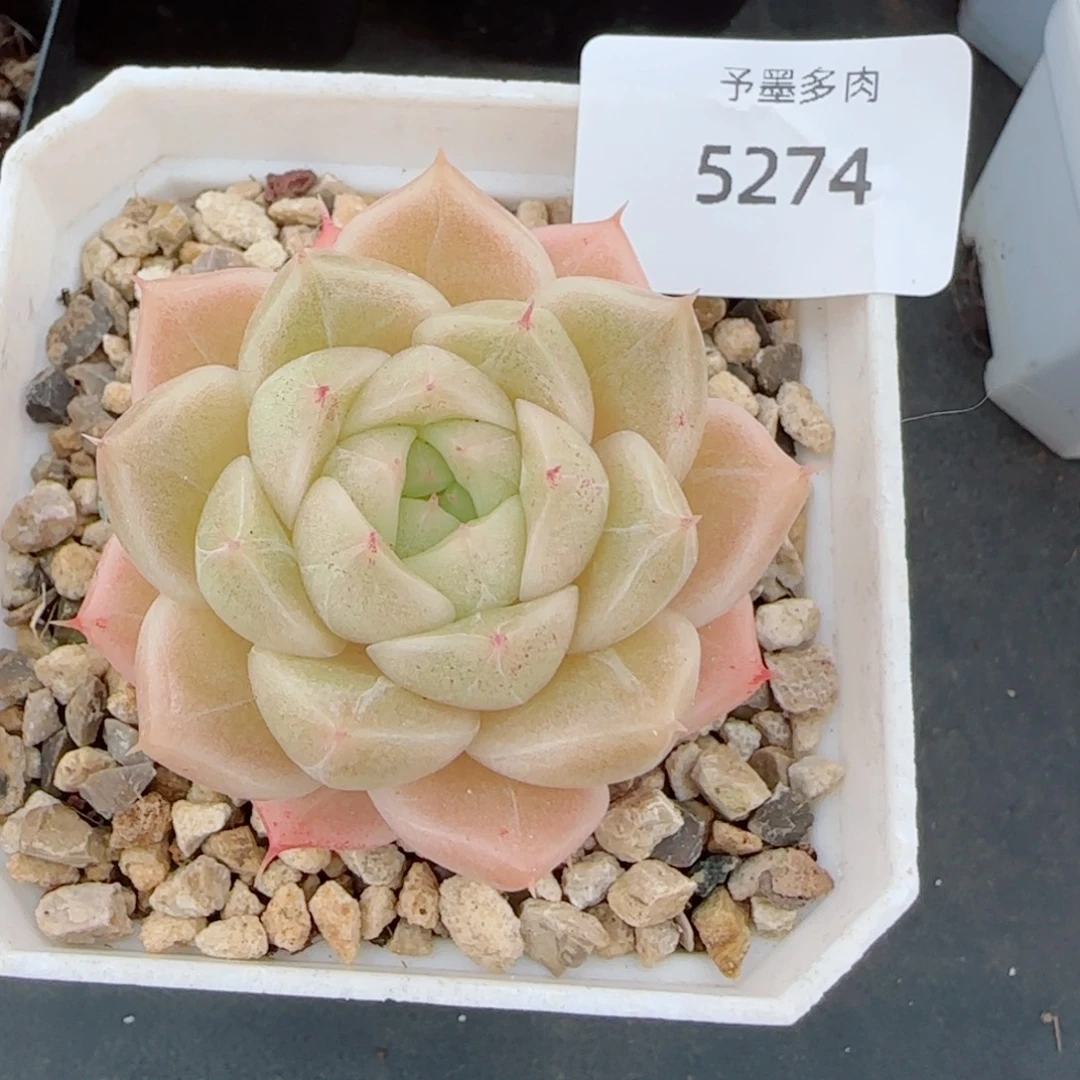 麦秆，5274多肉植物