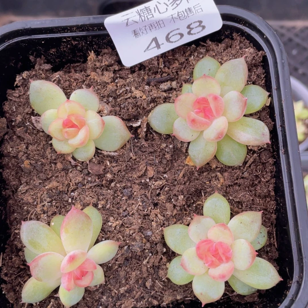 云糖心多肉植物468