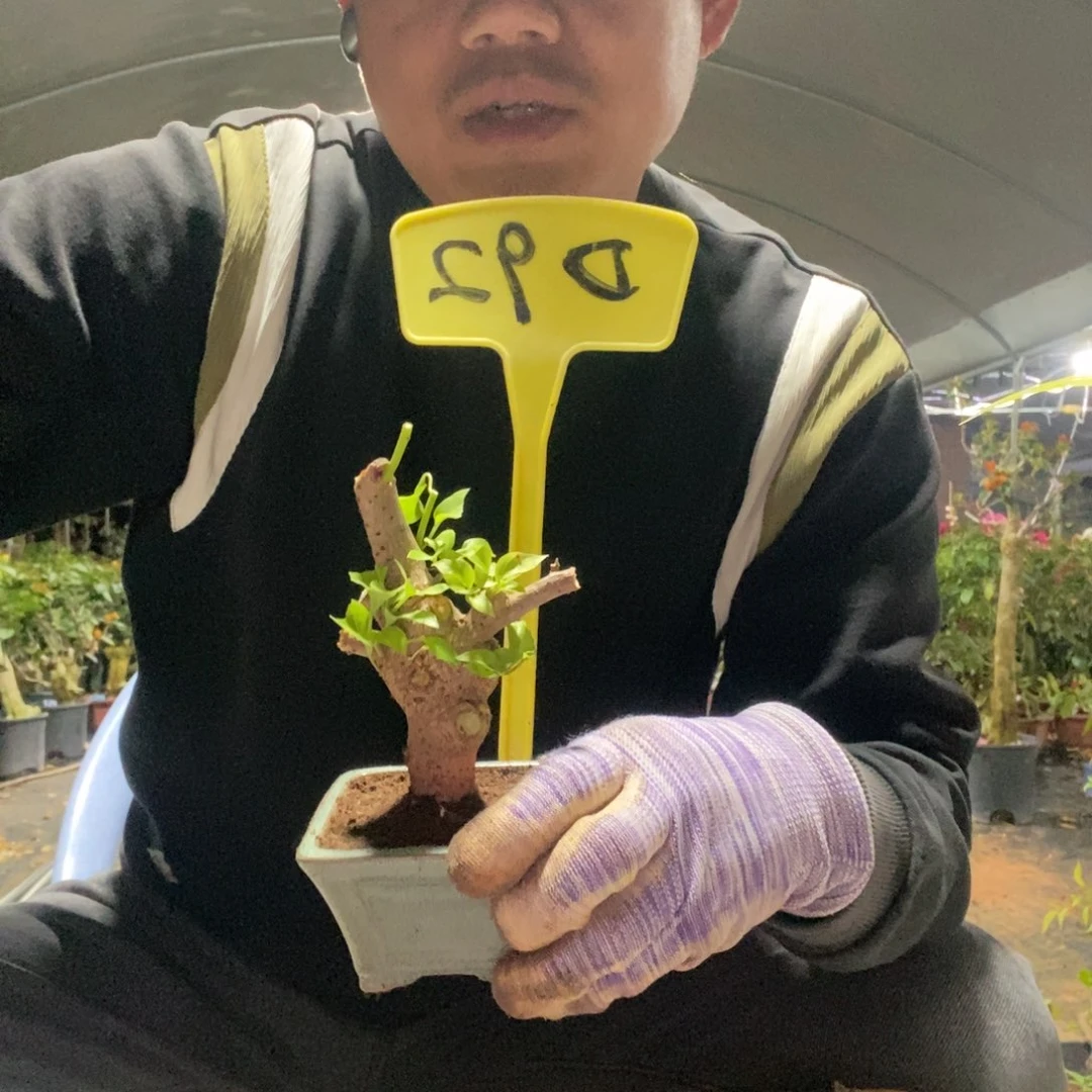 粉***三角梅红樱D92