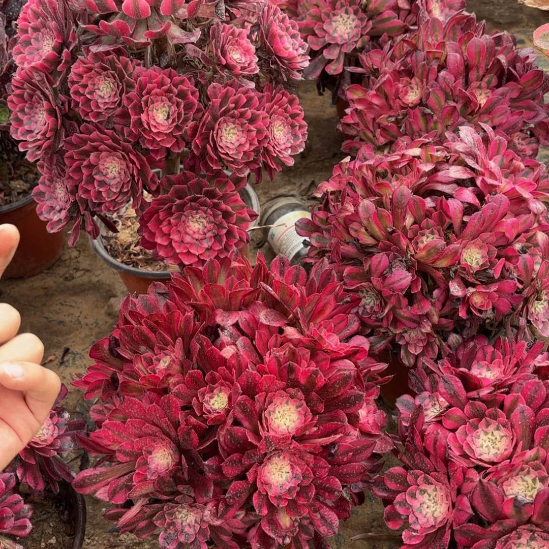 红铜白绣球9.9多肉植物