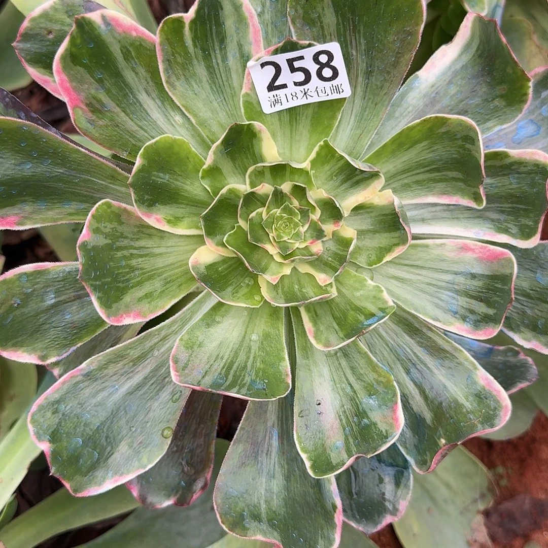 258恶魔之眼福利无根