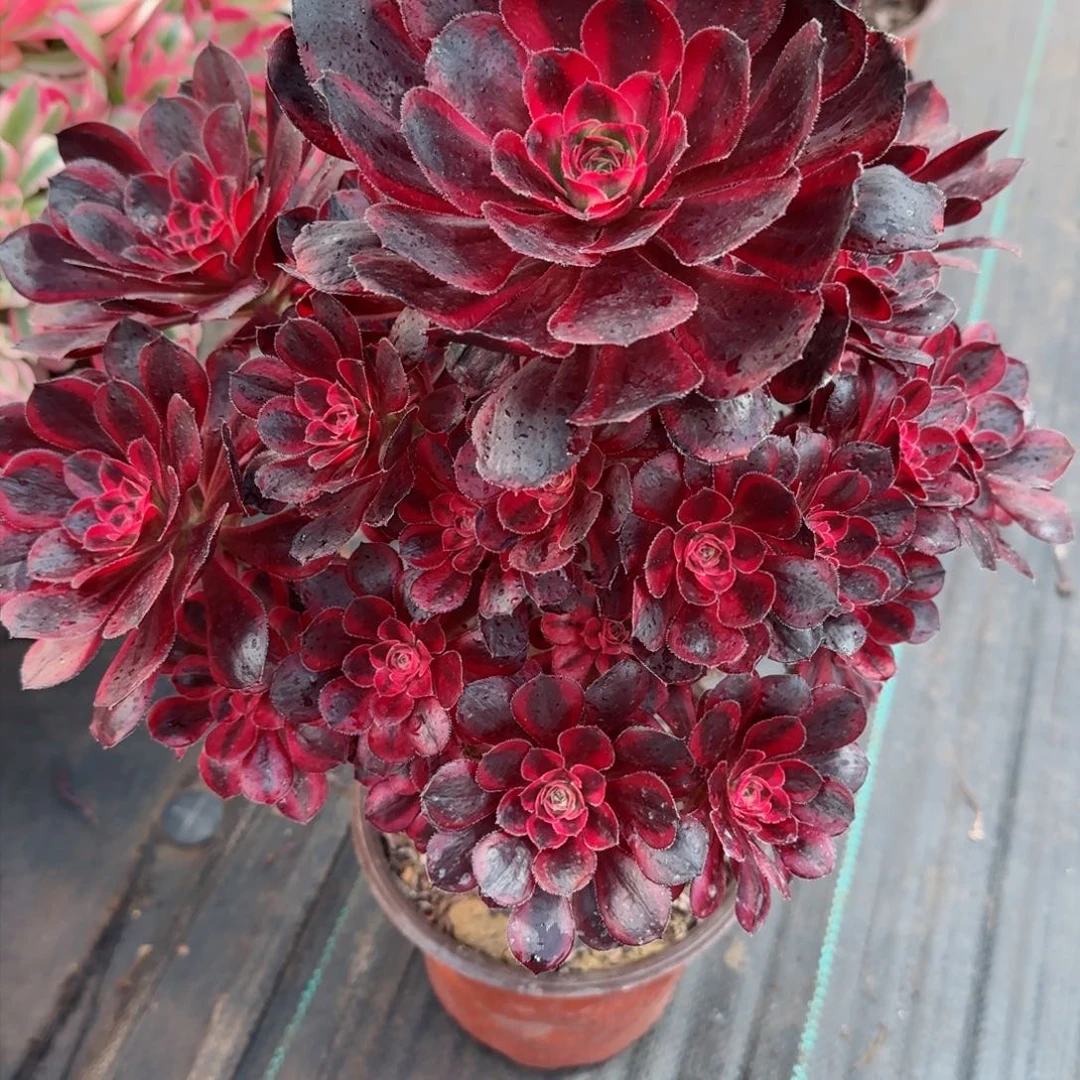 搞****！香奈儿多肉7059多肉