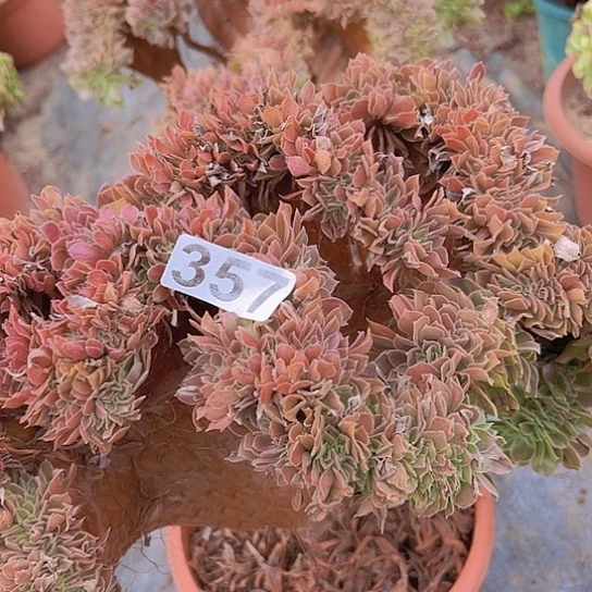 邹***师多肉植物一个玫瑰