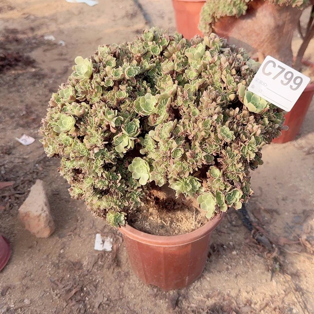 799玫瑰朵朵一颗呀呀